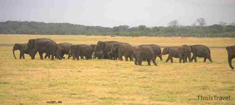 Manada de elefantes en el parque nacional de Minneriya, en Sri Lanka