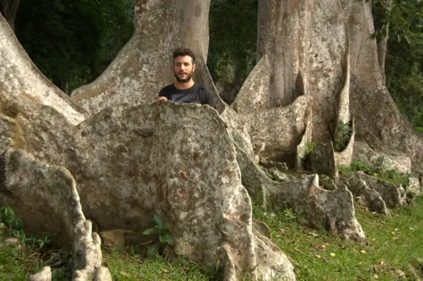raices de árboles