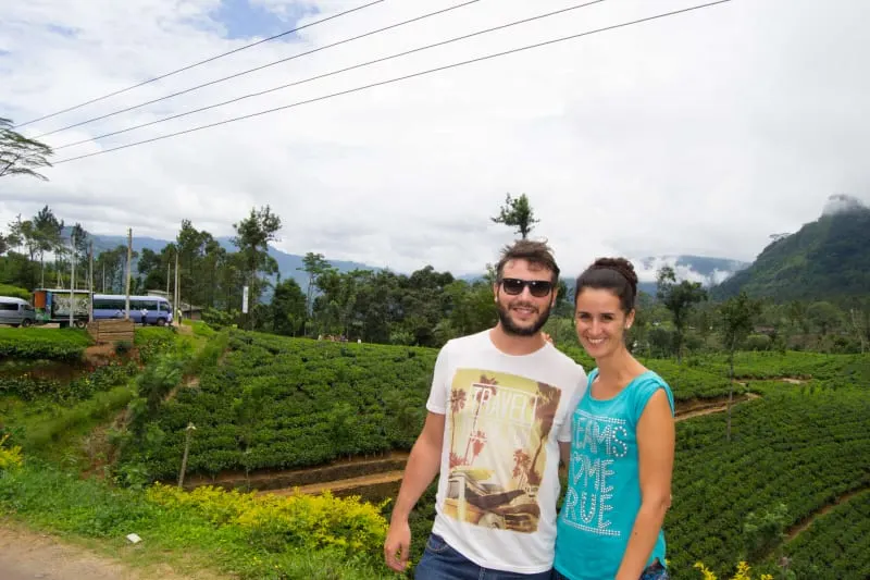 nosotros y los campos de té