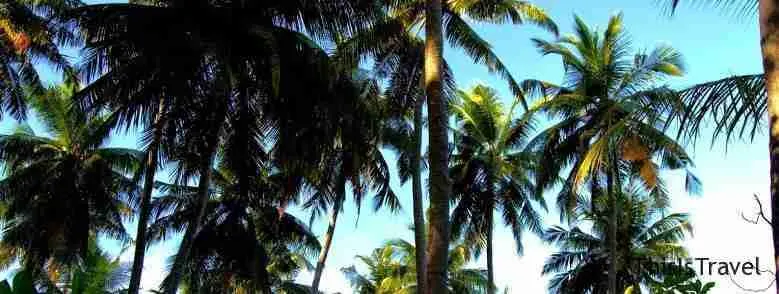Palmeras en islas maldivas