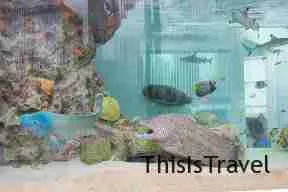 acuario del Sony Center