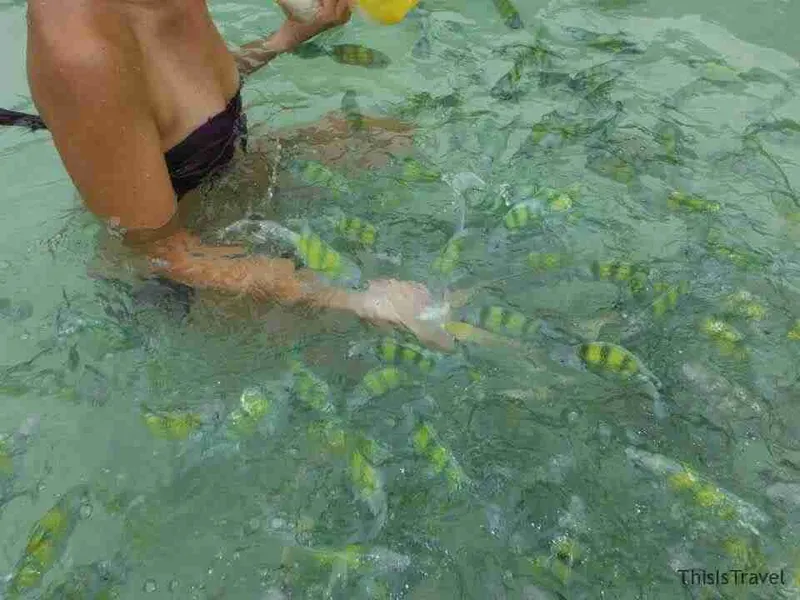 dando de comer a los peces de las Hong Island