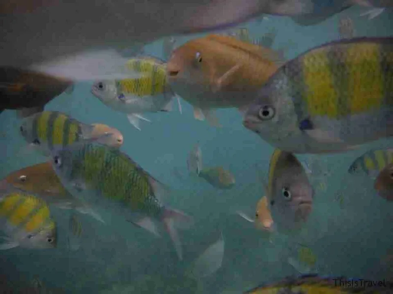 peces simpaticos