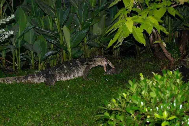 Varano en el césped del parque Lumpini, en Bangkok