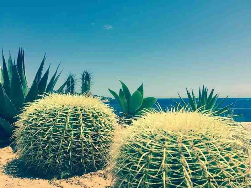 Cactus de bola junto al mar en Ibiza