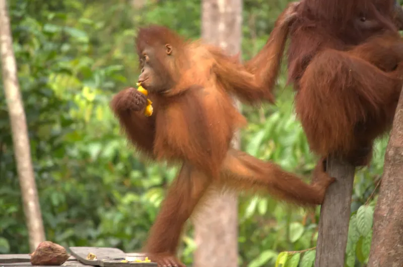 adorable pequeño orangutan