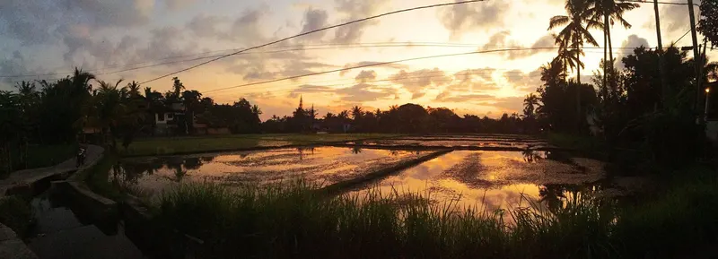 atardecer desde los arrozales frente a Coffee House