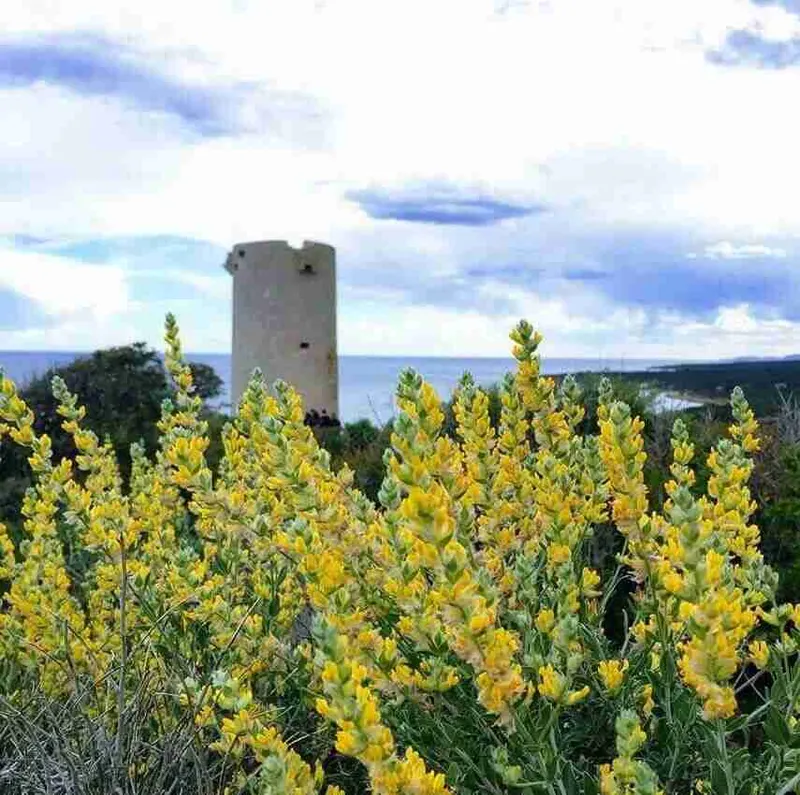Faro peñiscola