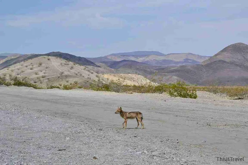 Coyote cruzando el suelo pedregoso del Death Valley