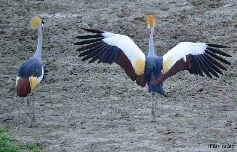 Grulla coronada con las alas abiertas