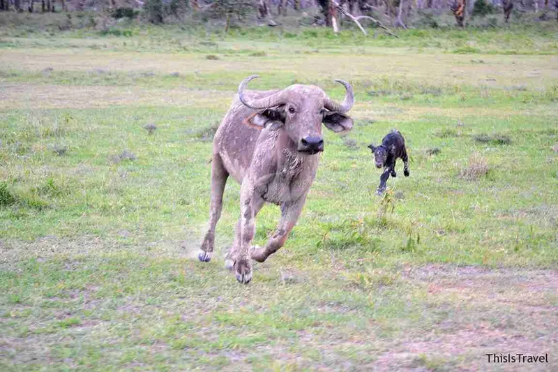 bufala y bufalito enfandados