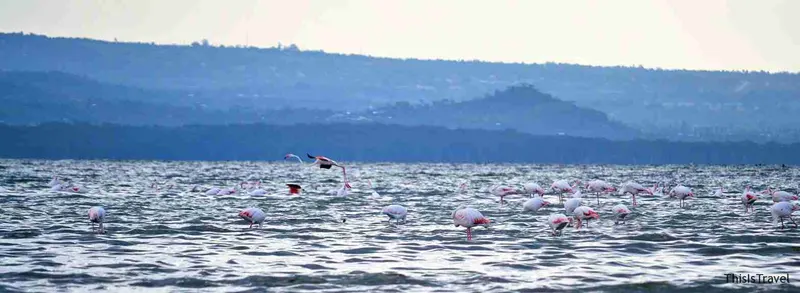 Flamencos en la orilla del lago Nakuru