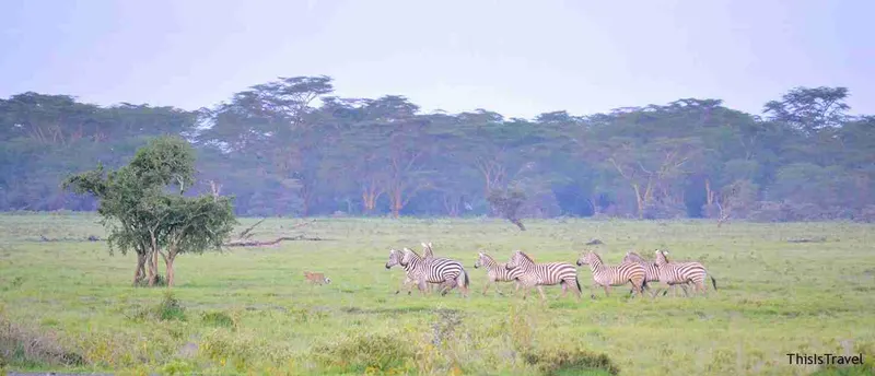 momento épico nakuru caza