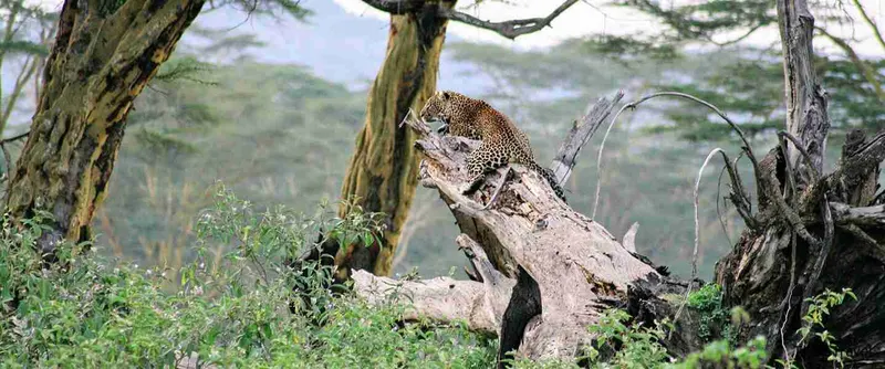 Leopardo tumbado sobre el tronco de un árbol en el lago Nakuru