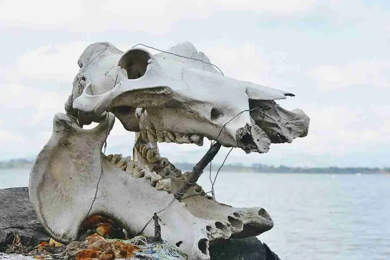calavera de hipopotamo