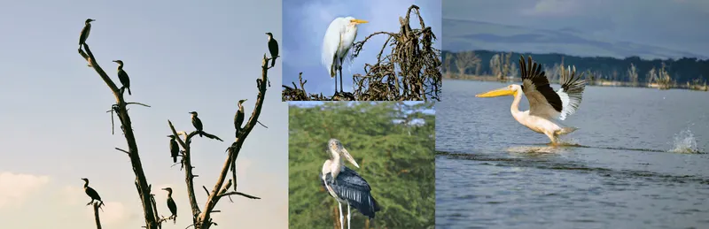 aves del lago Naivasha
