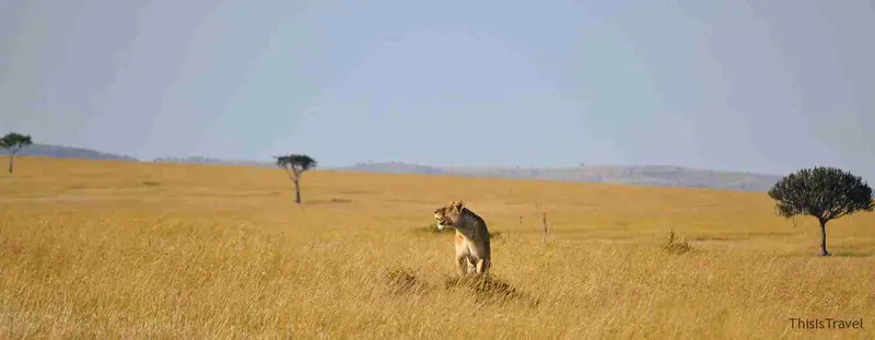 leona en Masai Mara