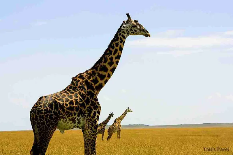 manada de jirafas en masai mara