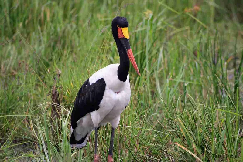 Jabirú africano entre la hierba alta de la sabana