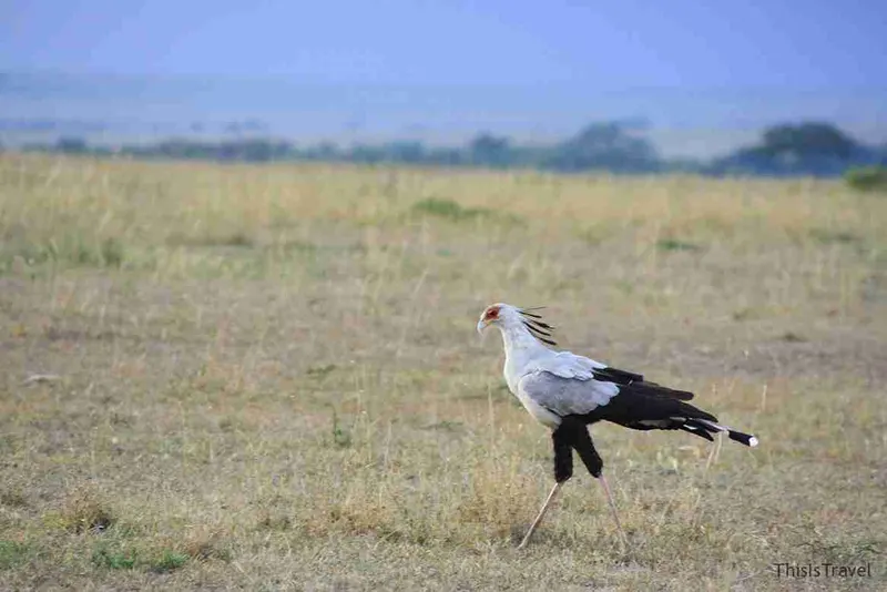 pájaro secretario