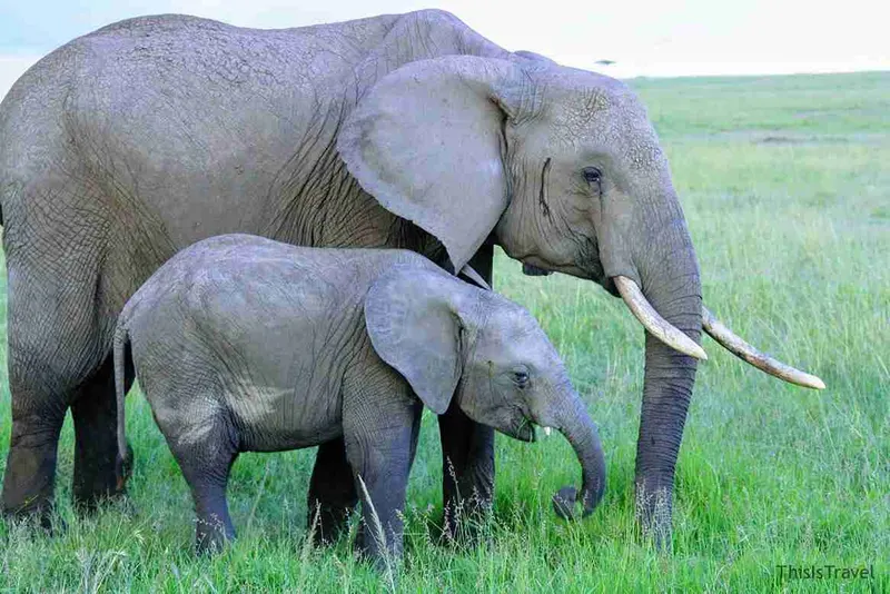 elefantes de masai mara