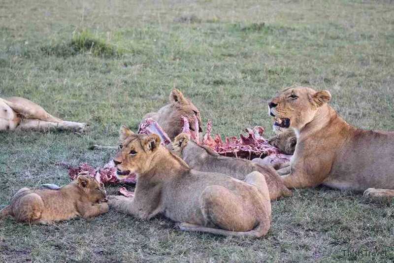 manada de leonas