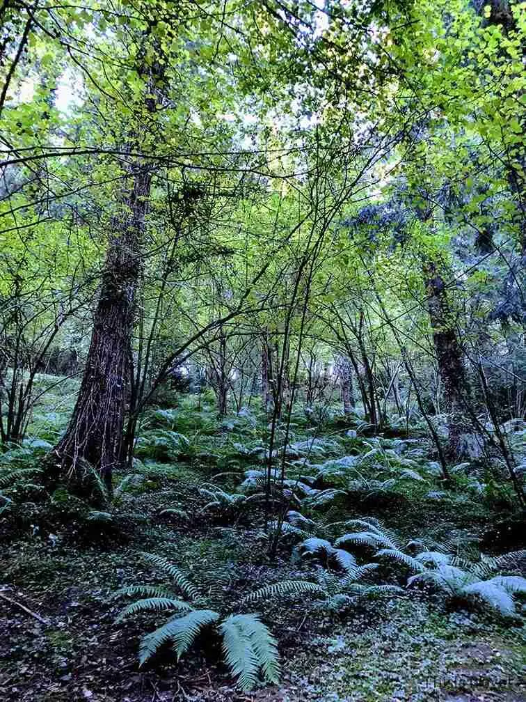 bosques encantadores en Bizkaia