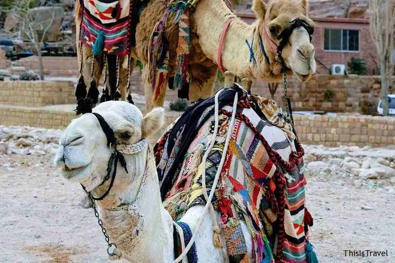 Camellos de Petra