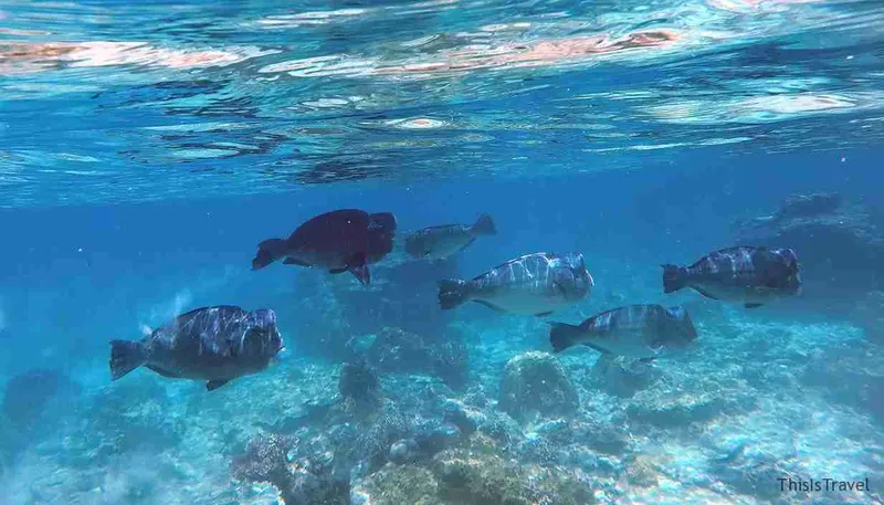 Banco de peces sobre el coral visto haciendo snorkel