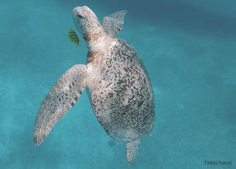 Tortuga marina nadando en el agua turquesa de las Perhentian