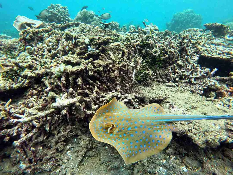 Raya nadando sobre el coral en las aguas de Amed