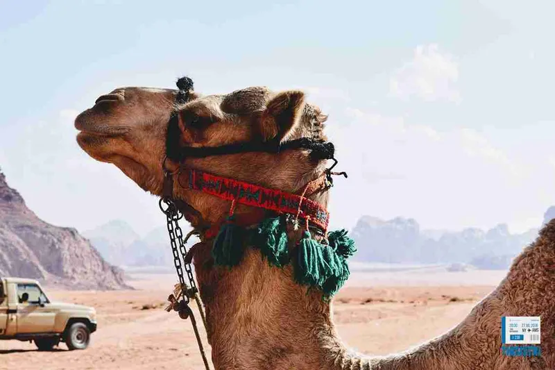 camello en el desierto del Wadi Rum, Jordania