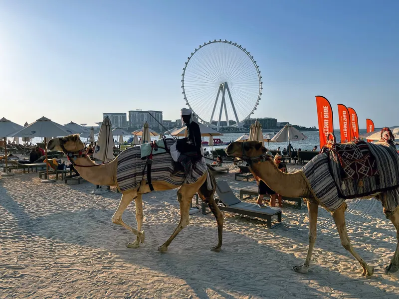 Camello por la playa de JBR Dubai