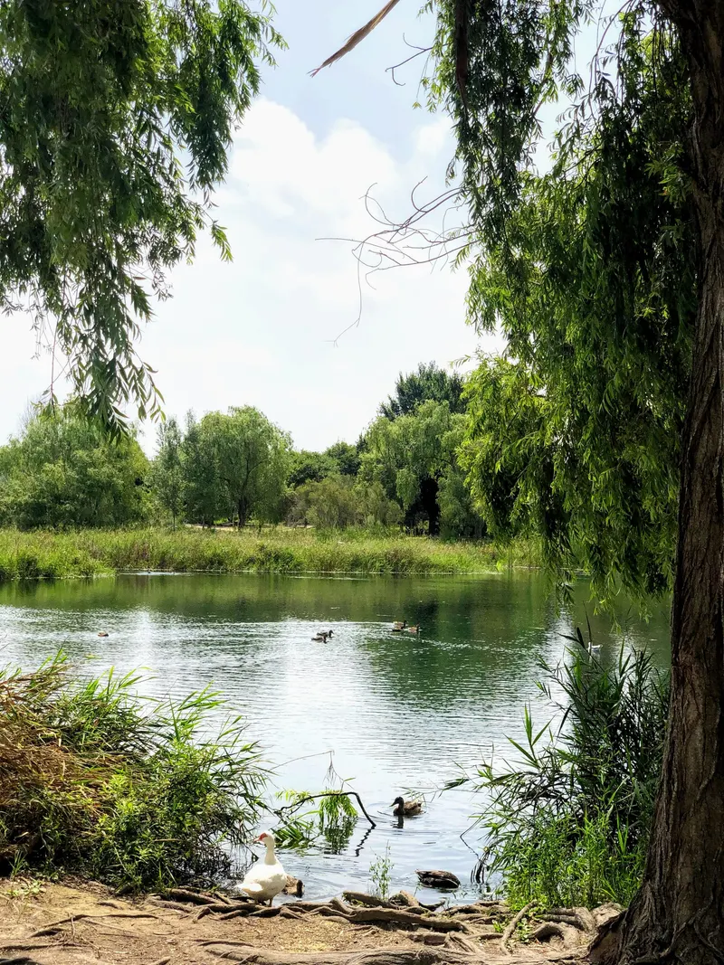 naturaleza en los manantiales de la Marjal de Gandia perfecto para desconectar