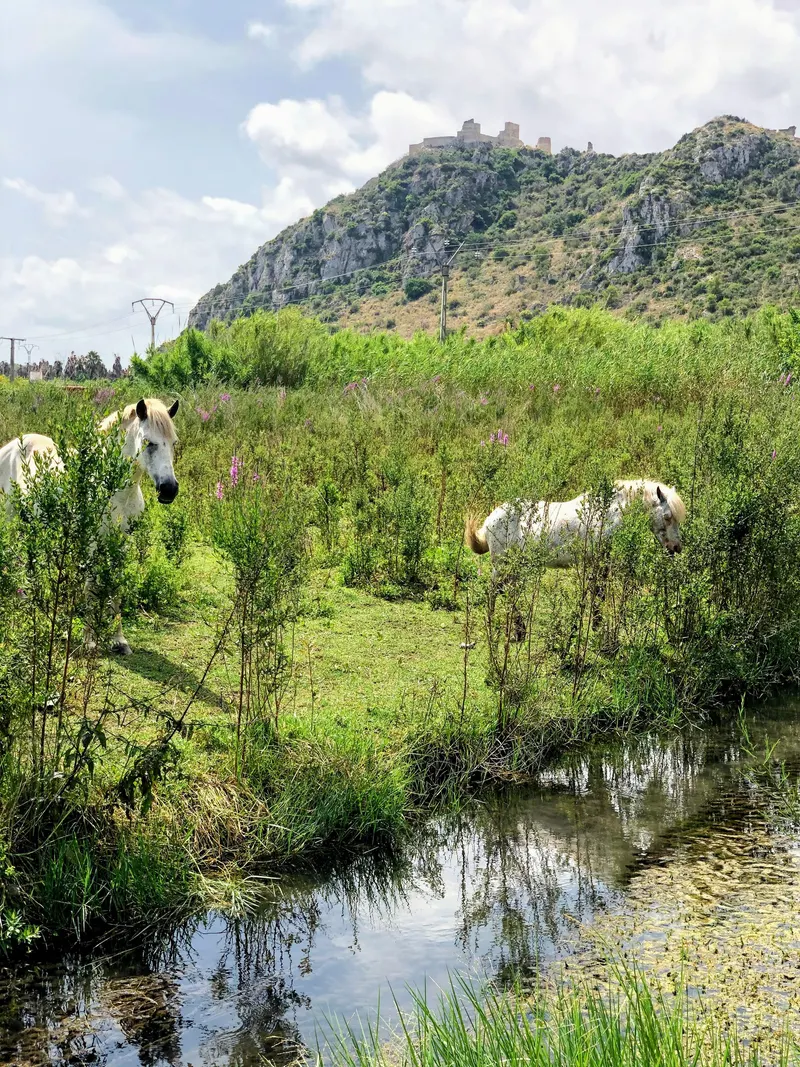 caballos blancos bajo el Castillo de Bayren