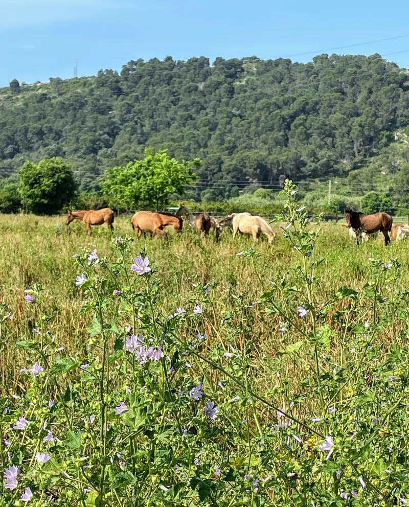 cuadra de caballos de camino al castillo de Bairen, Gandia