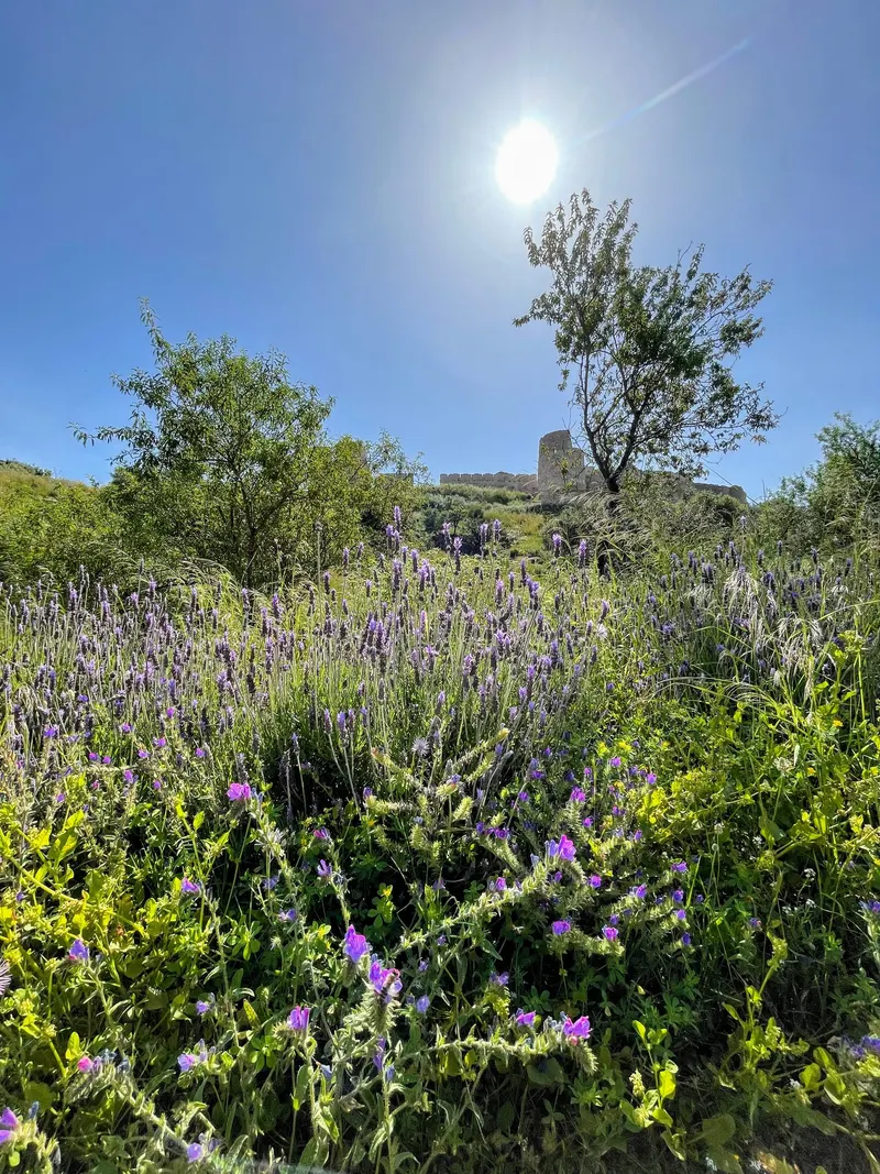 Naturaleza del castillo de Baire en un dia de primavera