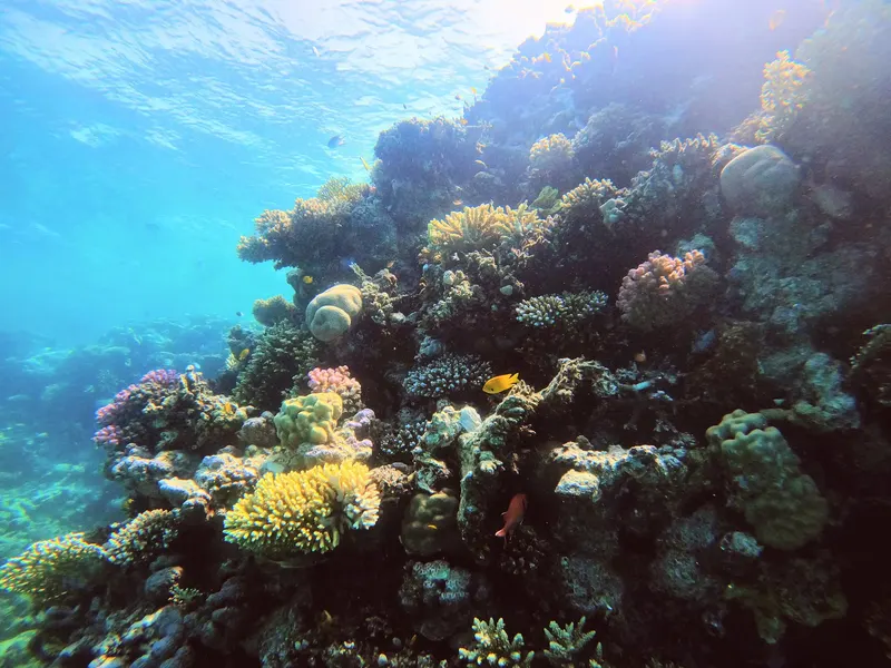 Jardines coloridos y bancos de peces en las profundidades del Mar Rojo, Egipto
