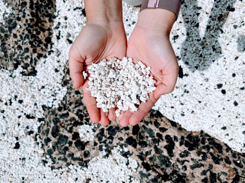 detalle de los fosiles marinos que parecen palomitas de maiz en Fuerteventura