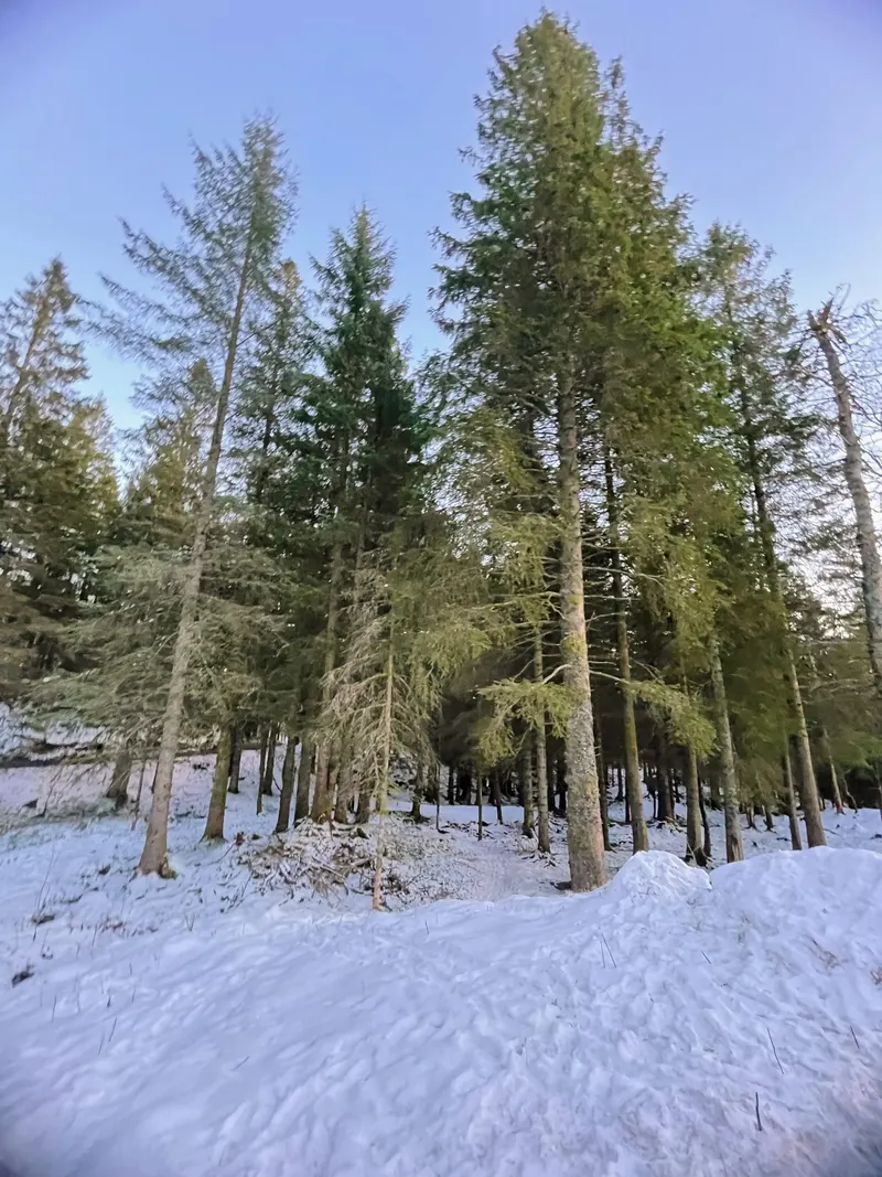 Bosque de abetos en Monte Floyen, Bergen