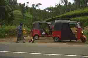 Campos de te en Sri Lanka