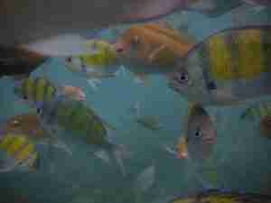 peces simpaticos