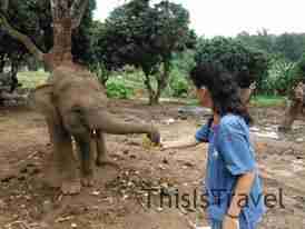 Dandole comida al elefante baby