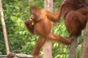 adorable pequeño orangutan