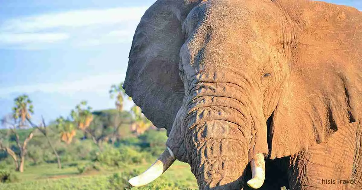 elefante samburu