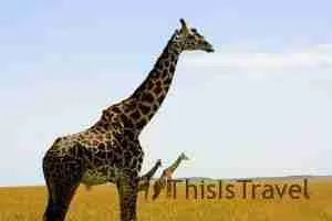manada de jirafas en masai mara