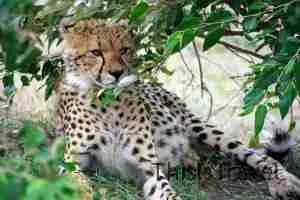 1º plano del leopardo