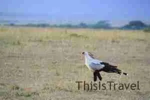 pájaro secretario