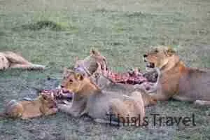 manada de leonas