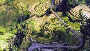 panoramica dron de arrozales de Bali, Indonesia